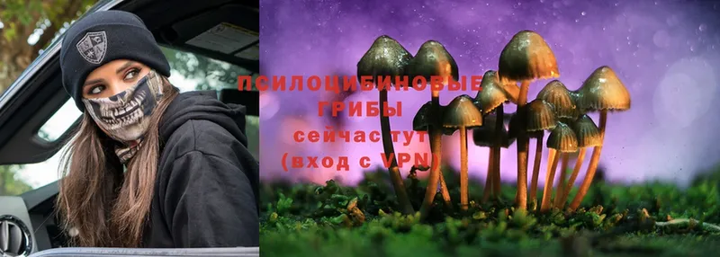 купить наркотики сайты  Гудермес  Псилоцибиновые грибы Magic Shrooms 